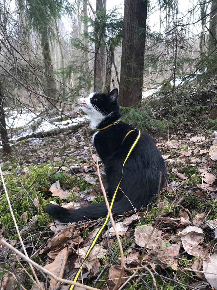 Kiss - My, cat, Forest, Nature, Spring, Longpost