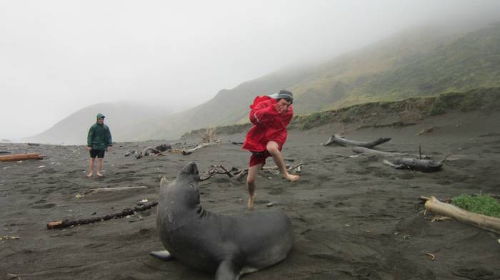 Jumping over a fur seal - Fur seal, Old Fun