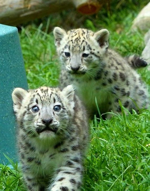 The eyes are afraid, but the paws do - Young, Animals, Snow Leopard, Kittens, cat, The photo
