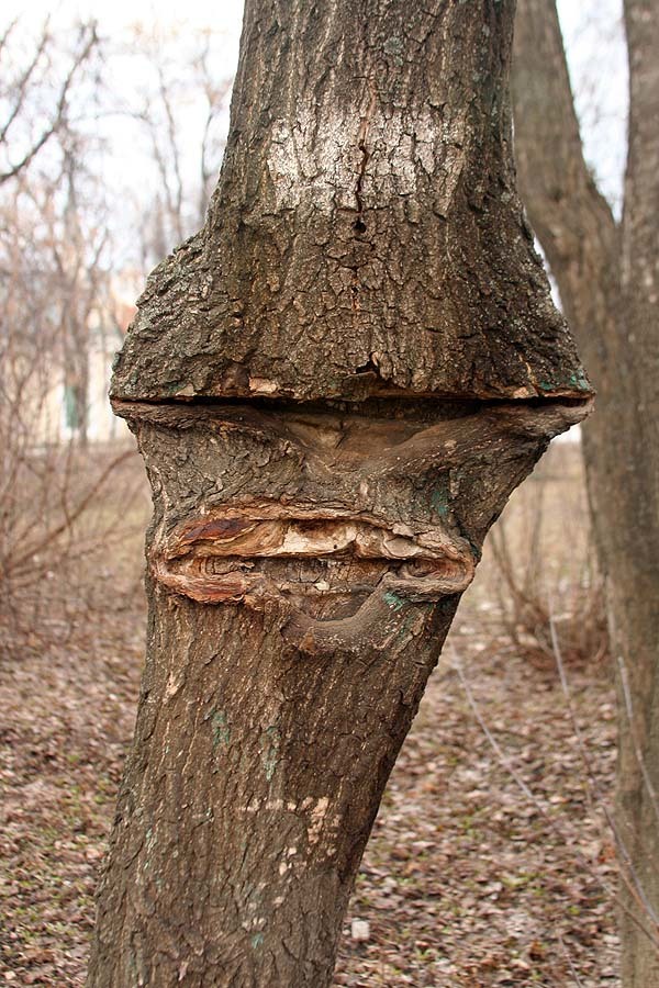 Grimaces of nature - My, Saransk, Tree, Fence, Humor, Mask, Longpost