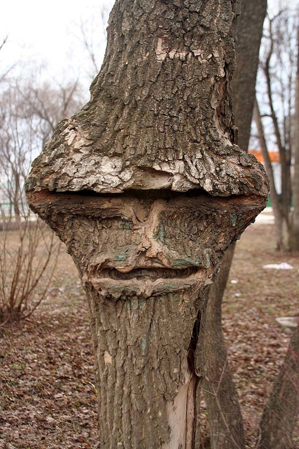 Grimaces of nature - My, Saransk, Tree, Fence, Humor, Mask, Longpost