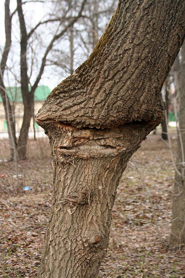 Grimaces of nature - My, Saransk, Tree, Fence, Humor, Mask, Longpost