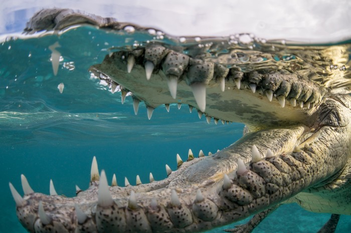 Mouth of a crocodile. - Crocodile, The national geographic, To fall, Teeth, Crocodiles