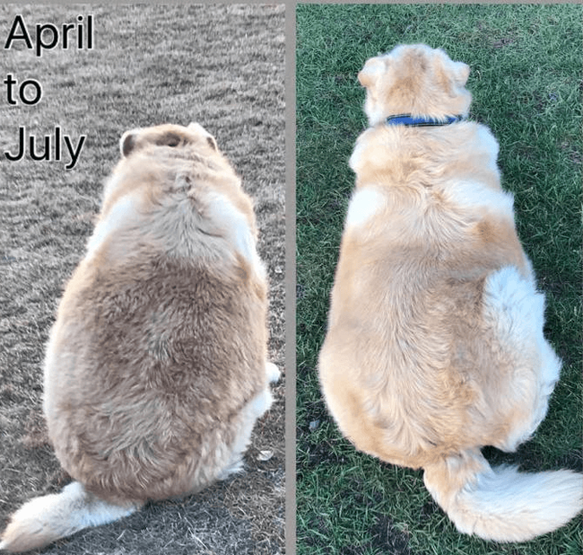 Abandoned 70kg dog gets a second chance - Dog, Animals, Health, Weight, Longpost, Diet