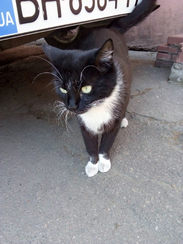 Cats - cat, Odessa, Longpost