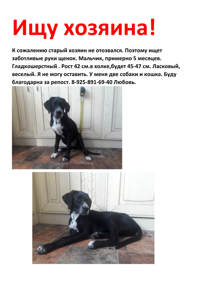 Dog looking for owner - Dog, Found a dog, Looking for a master, In good hands, Ust-Nera, Yakutia, No rating