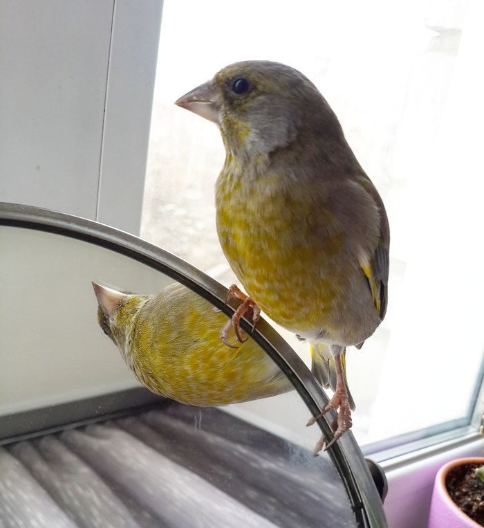 Раз птичка, два птичка