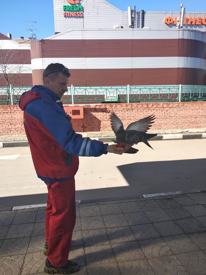 Birds of the world - My, The photo, Pigeon, Birds, A life