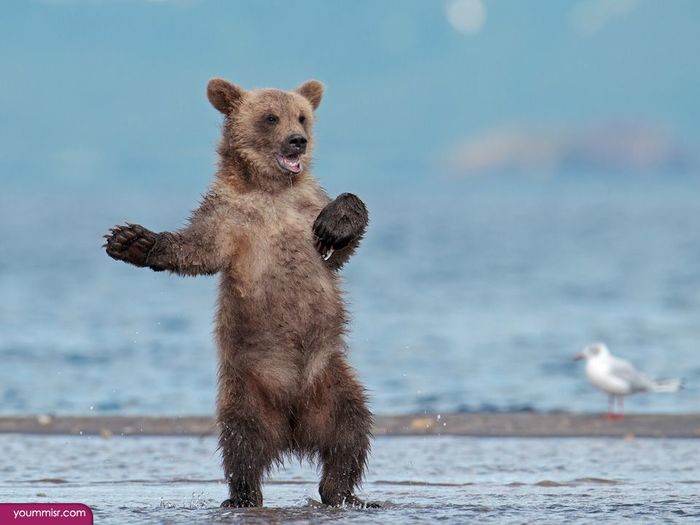 Hitch-hiking - The photo, The Bears, Young, Hitch-hiking, Animals