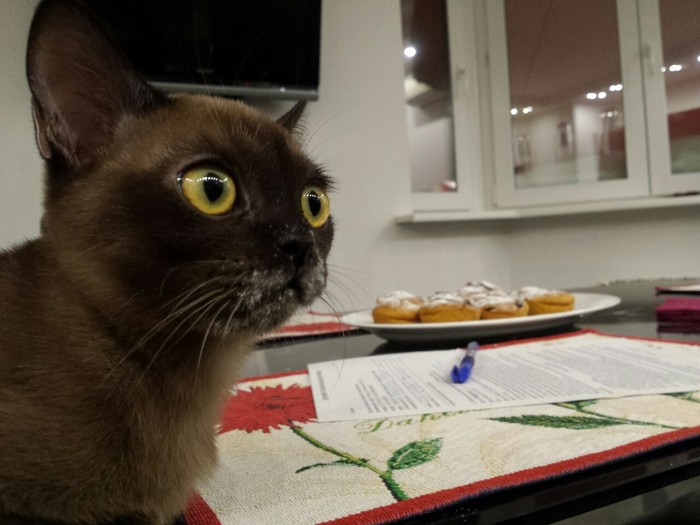 What kind of muffins? I didn't see - My, Rangpurcat, cat, Pets