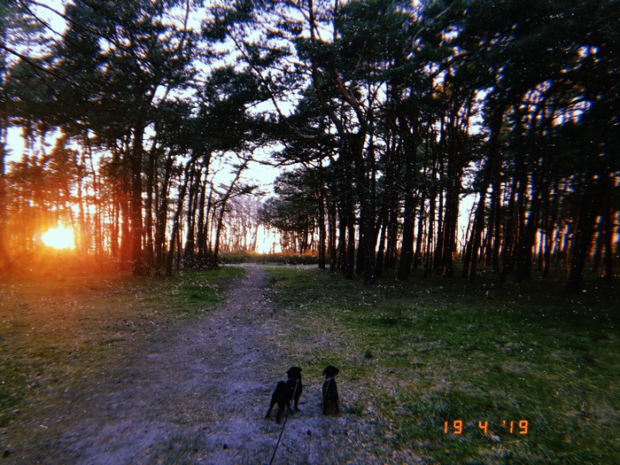 Magical Baltic Sea at sunset - My, Dog breeds, Hunting dogs, Dachshund, Pug, Sunset, Baltic Sea, Longpost, Dog