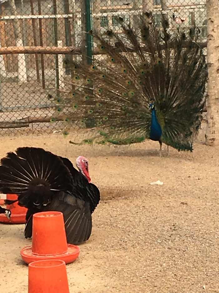 An epic battle is coming - My, Battle, Birds, Animals, China, Zoo, Turkey, Peacock
