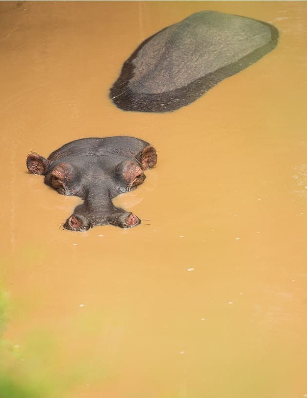 Hid - The photo, Animals, wildlife, hippopotamus