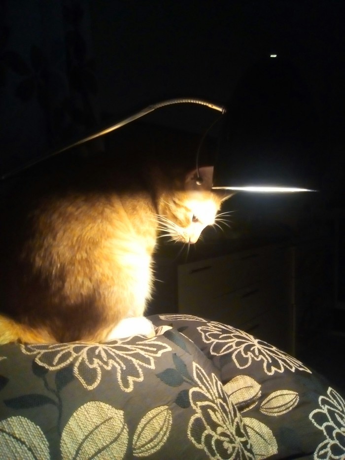 Cat. Lamp. - cat, Лампа, Pets