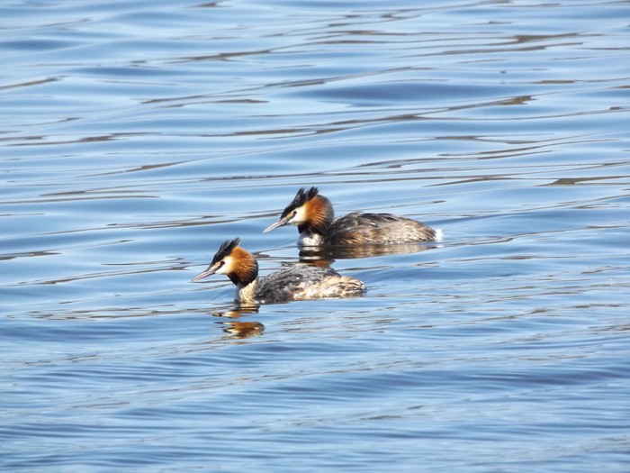 spring duck - My, Wild ducks, Just learning, Studies