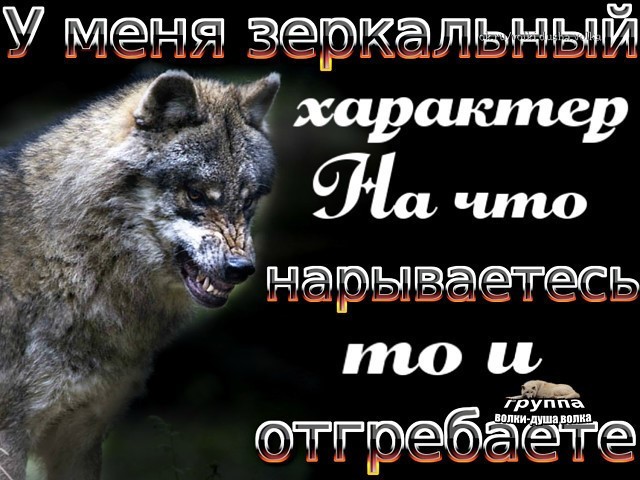 mr wolf - Wolf, Picture with text, Quotes