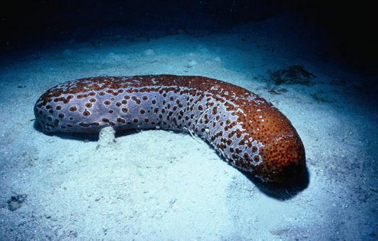 Sea cucumber - Sea cucumber, The photo, Marine life, Unusual, Holothurian