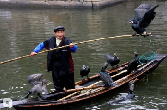 Trained cormorants catch fish to Chinese fishermen for thanks - My, Fishing, China, A fish, Cormorants