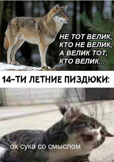No comment - , Boy quotes, Picture with text, Mat, Wolf, cat, Meaninglessness