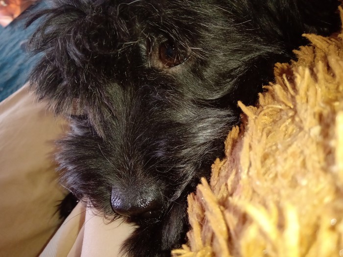 Почему она меня не гладит..