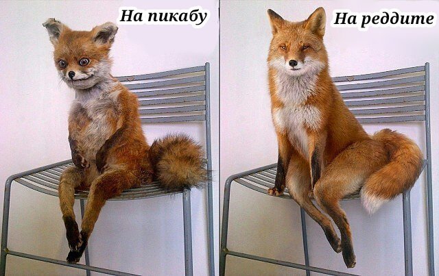 About the fox - , Hey, Riot
