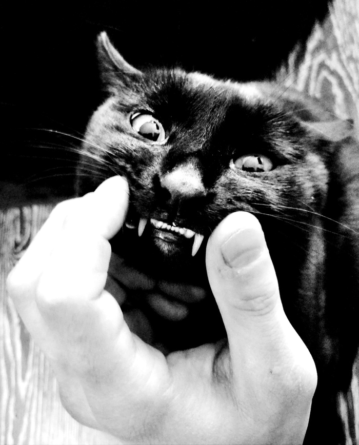 Сдаюсь. Смотреть не могу уже на Ваших котов. Пусть мой тоже будет. Робби.