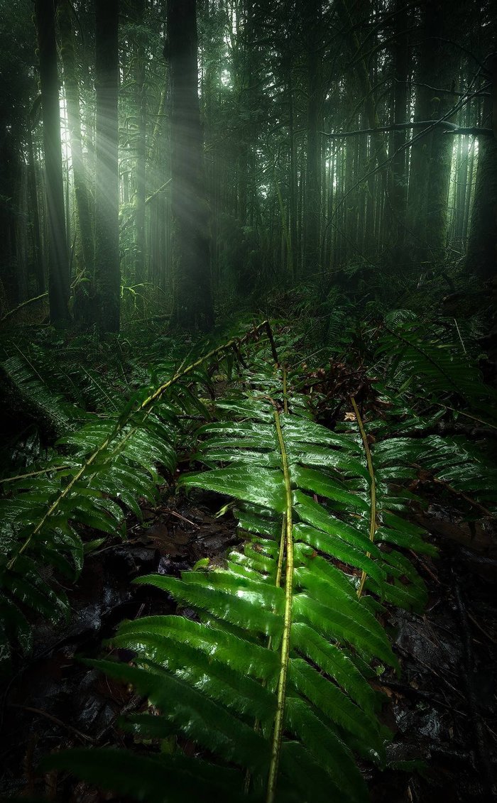 Forest in British Columbia - Forest, Images, Nature, The photo