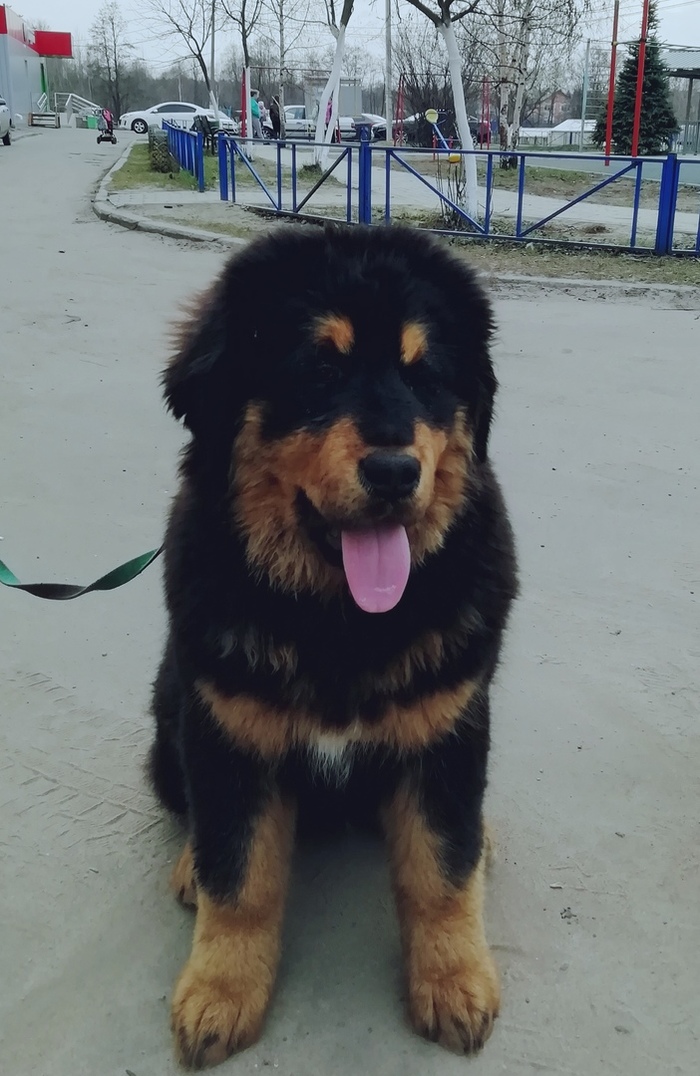 Puppy needs a name - My, Tibetan mastiff, Dog