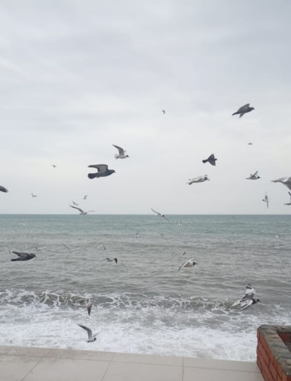 Winter Sea - My, Black Sea, Sea, Nature