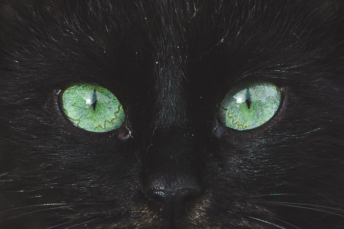 Meow - My, cat, Meow, Eyes