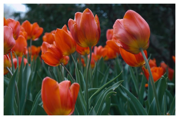 Tulips - My, The photo, Nature, Spring, Flowers, Tulips