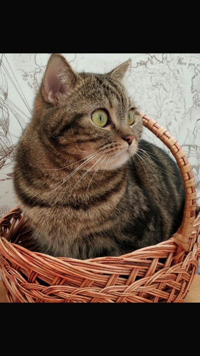 cat basket - My, Pets, cat