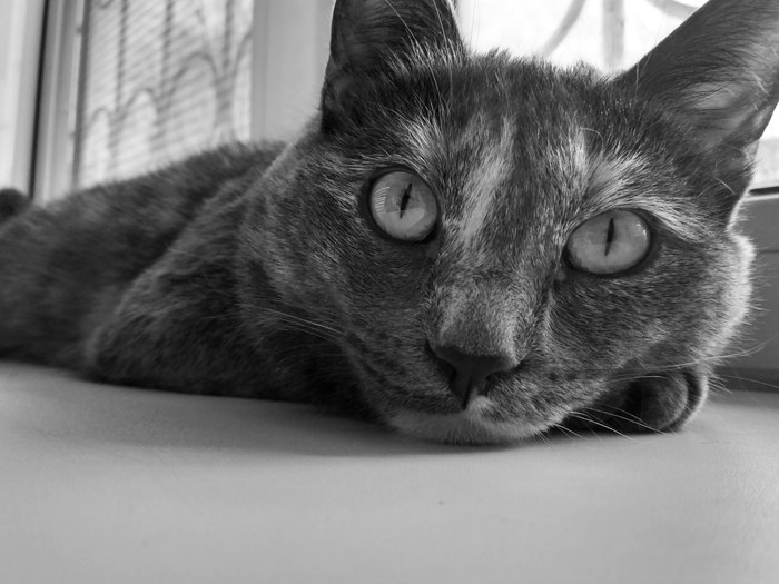 Mr Kus - My, cat, The photo, Black and white, Catomafia