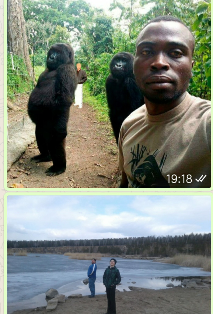 about that gorilla - My, Gorilla, Photo on sneaker, Chelyabinsk, Selfie, Congo