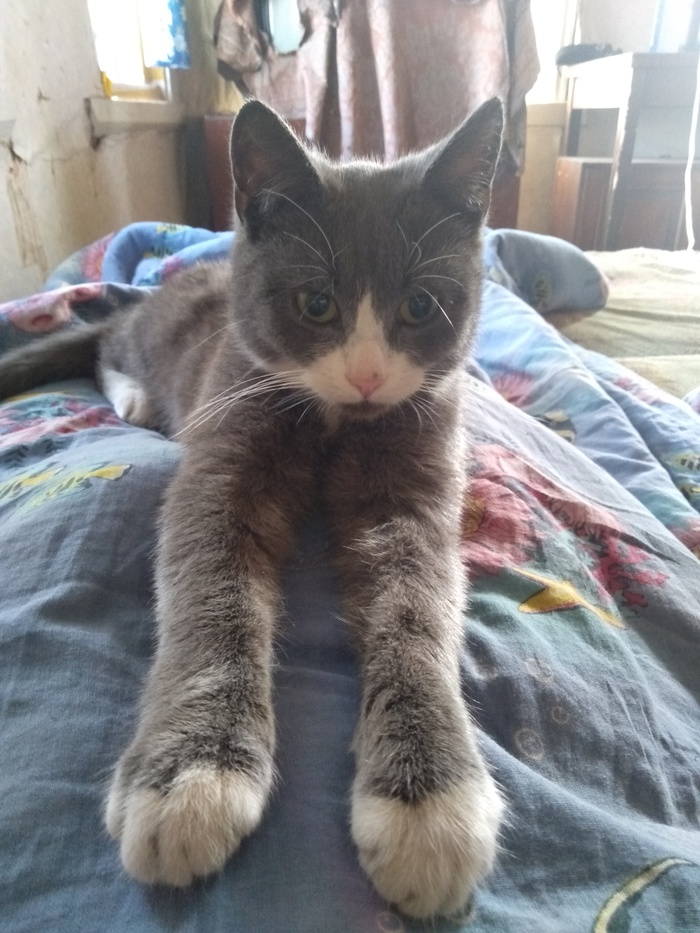 good morning kitty - Peekaboo, Longpost, My, cat