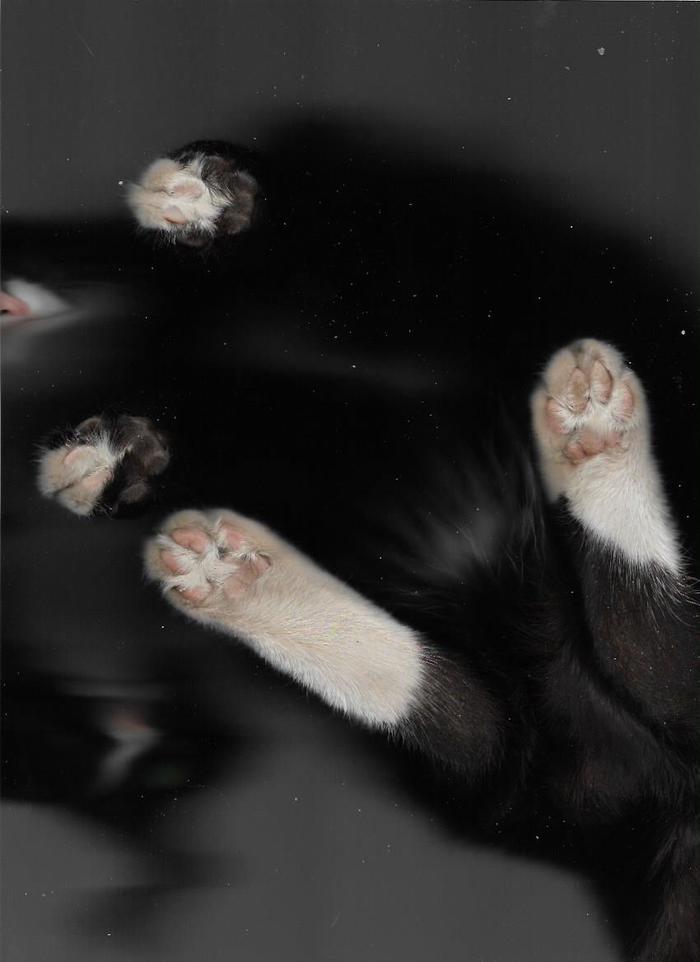 Scanned paws - My, cat, Paws, I have paws, Scanning, Longpost