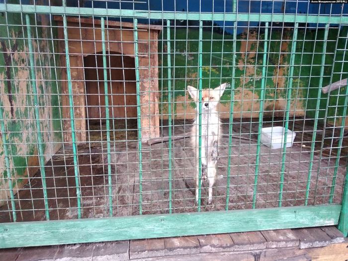 Novokuznechanka saved and left a private menagerie a sick fox, now the animal is required to be returned back. - Novokuznetsk, Fox, The rescue, Court, Longpost, Negative