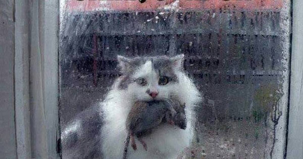 Скачай это бесплатное Фото на тему Не пущу мем и открой