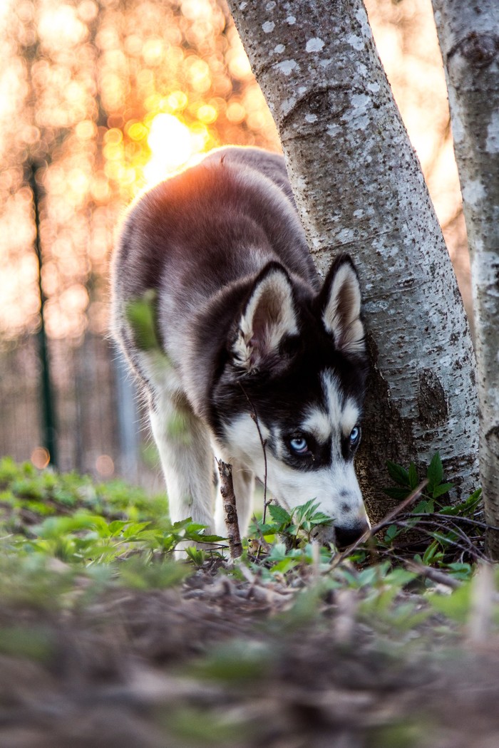 In my opinion, the coolest dog breed - My, Husky, Spinning top, Longpost, Dog