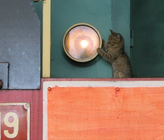 Headlight changed, you can go! - Railway, Catomafia, cat, Diesel locomotive CHME3