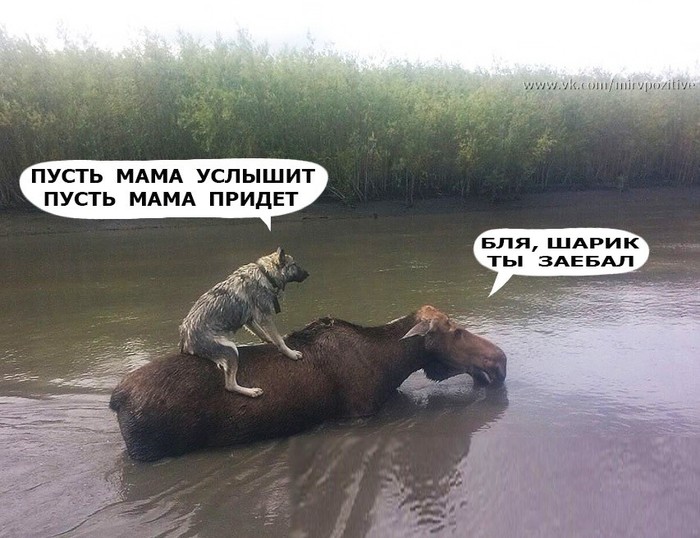 Mom, umka, ball. - Mum, Umka, Ball, Dog, Elk, Water, Mat, Picture with text
