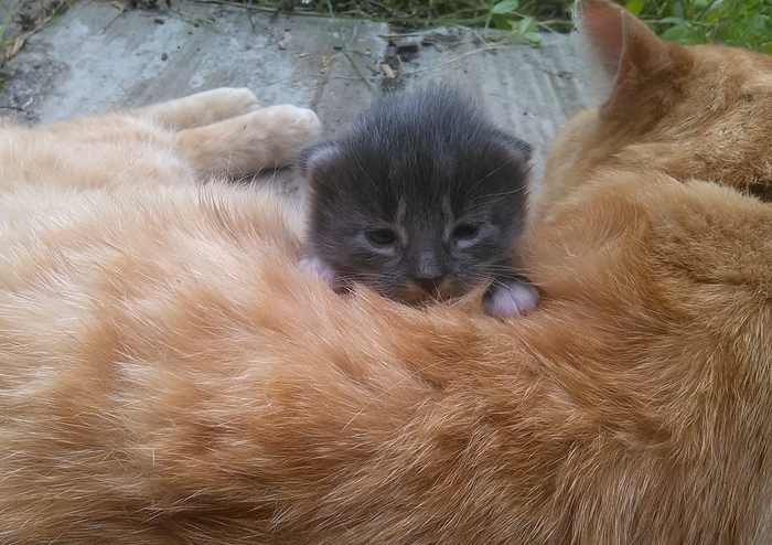 Red dad, but I'm not - My, cat, Catomafia, The photo, Pets, Ginger