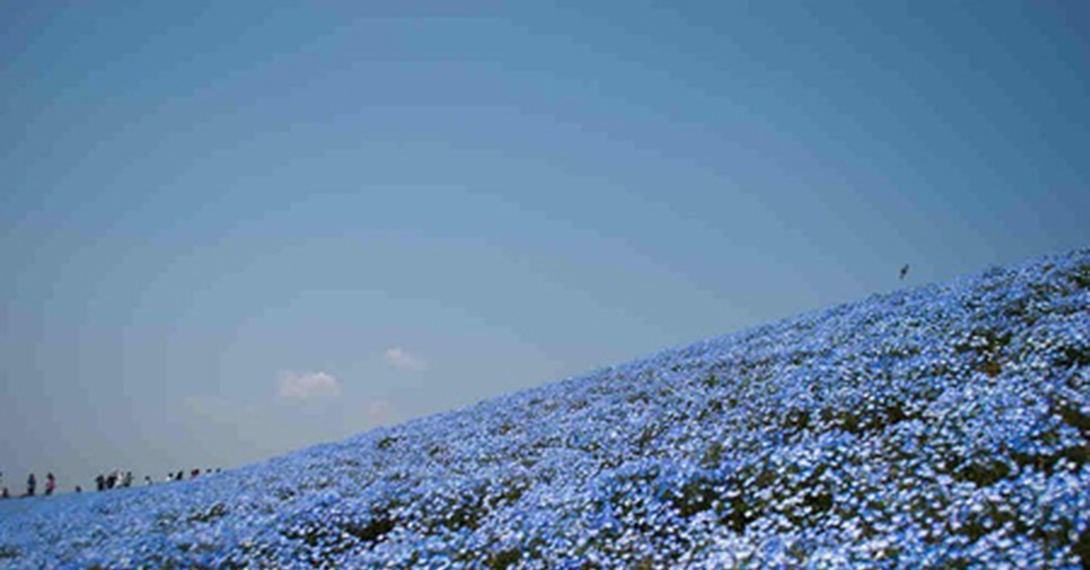 Поле незабудок. Парк Хитачи голубые поля Япония. Голубое поле. Незабудковые поля.