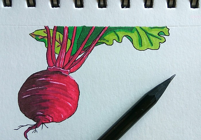 Beet - My, Beet, Drawing