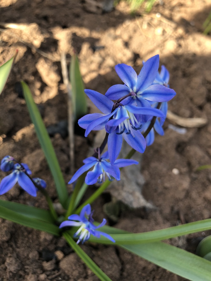 Flower - My, Flowers, Flower, Spring, The photo, Nature