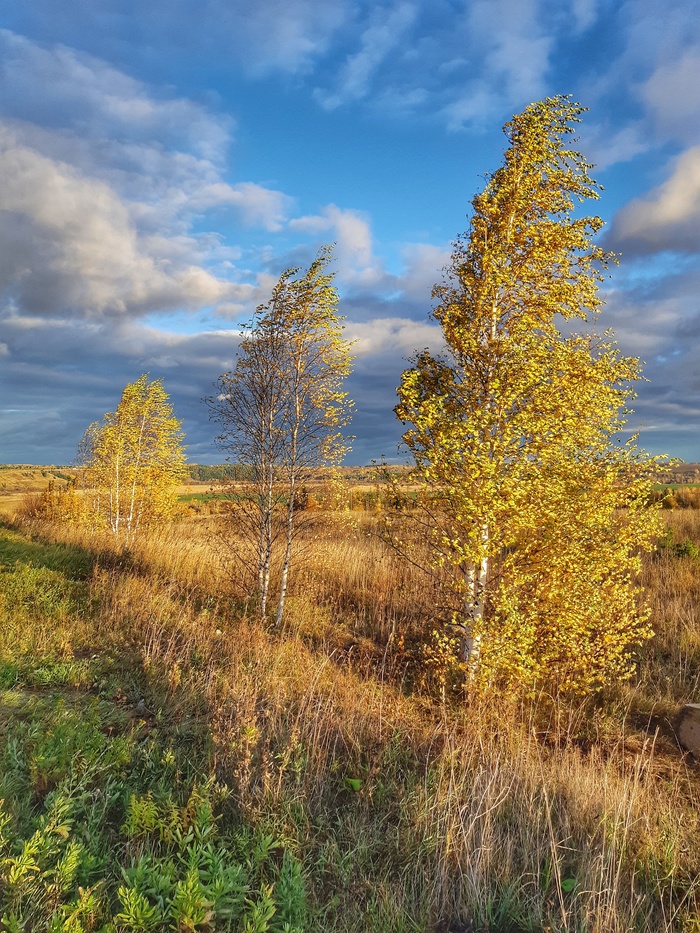 Autumn - My, Beginning photographer, Kirov region, Urzhum, The photo, Tree, Field