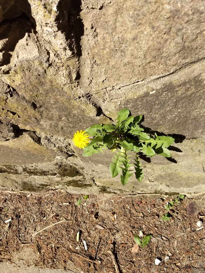 Craving for life. - My, Dandelion, Plants, Longpost