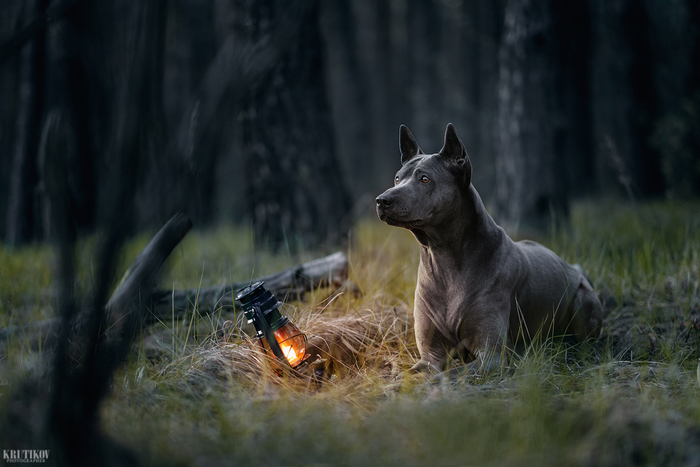 Yuna is the keeper of the light! - My, Dog, Thai Ridgeback, The photo, Kerosene lamp, Nikon D750