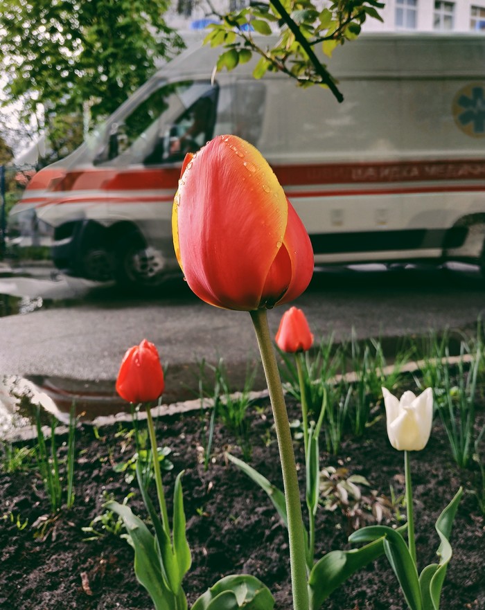 Ambulance, tulips - My, Mobile photography, Beginning photographer, Ambulance, Tulips