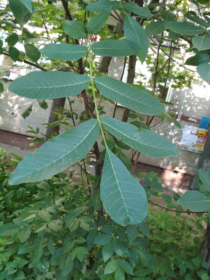 Tell me what kind of tree? - Tree, Question